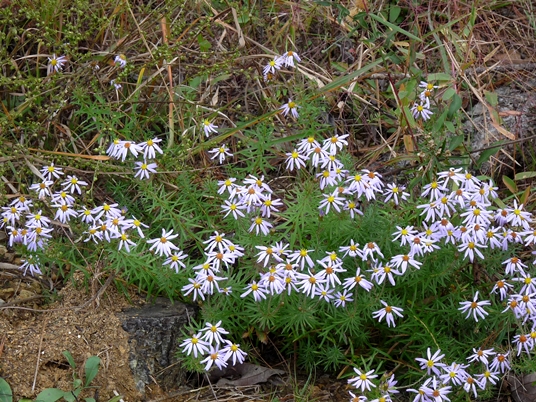 {Ionactis linariifolia}